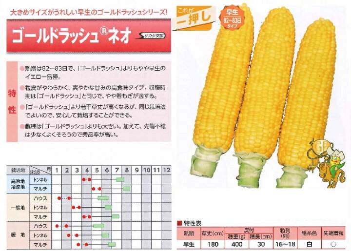 楽天市場】野菜種子 トウモロコシ種 『サカタのタネ』 ゴールド 