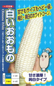 【人気品種】野菜種子 スイートコーン「白いおおもの」50粒／200粒／500粒／2,000粒（ナント種苗）【送料込み】 しろいおおもの ホワイトコーン とうもろこし トウモロコシ ホワイトレディー 中早生 家庭菜園