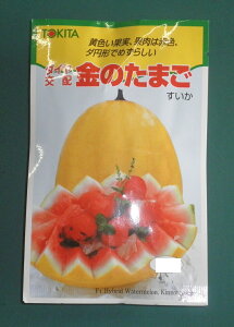 ؎q XCJû܂v 10^100igL^cjy݁zZ^^XCJ