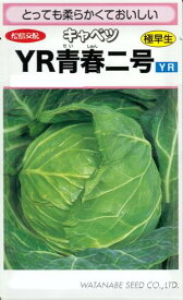 野菜種子 キャベツ「YR青春二号（せいしゅん）」1.3ml（約130粒）／5ml／10ml／20ml（渡辺採種場）　【送料込み】 甘藍／きゃべつ