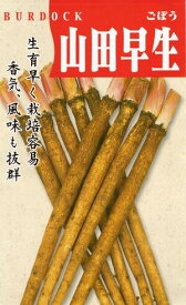 野菜種子 ゴボウ「山田早生」10ml（約300粒）／20ml／50ml／1dl（一般種）【送料込み】 やまだわせ ヤマダワセ 牛蒡 ごぼう 葉牛蒡 早太り 春まき 秋まき