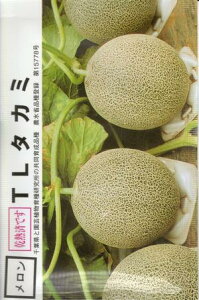 ylCiz؎q uTL^J~v10^30^50^100i{|Yjy݁z TL [Z }NE x  A 銄aEǂ񂱕aR ȗ͍͔|