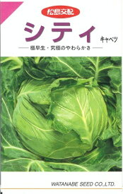 野菜種子 キャベツ「シティ」　1.4ml（約220粒）／5ml／10ml／20ml（渡辺採種場）【送料込み】 甘藍／きゃべつ