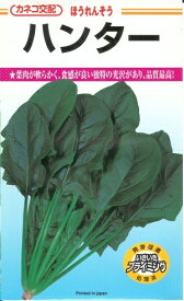 野菜種子 ホウレンソウ「ハンター」　30ml／1dl／M3万粒（カネコ種苗）　【送料込み】法蓮草 ホウレン草 ほうれん草 ほうれんそう 春まき 秋まき