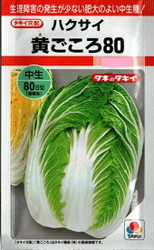 野菜種子　ハクサイたね　(タキイ種苗)　黄ごころ80　0．5ml袋詰　【送料込み】