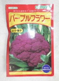 野菜種子 紫カリフラワー「パープルフラワー」　コート35粒／コート1,000粒（武蔵野種苗園）　【送料込み】