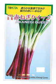野菜種子 一本ネギ「赤ねぎクイーン」3ml／20ml／1dl／コート5,000粒（トキタ種苗）【送料込み】 あかねぎくいーん アカネギクイーン 一本葱 いっぽんねぎ 根深葱 家庭菜園