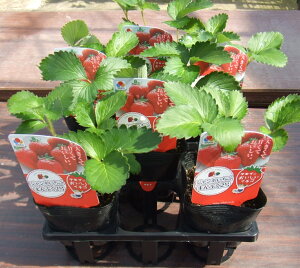 野菜苗 ジャンボイチゴ苗「まんぷく2号」 3.5寸(10.5cm)苗×6本セット(タキイ種苗)【送料込み】 マンプク2ゴウ まんぷくにごう 苺苗 じゃんぼいちご 親株 実採り苗