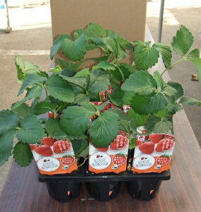 野菜苗 イチゴ苗「もういっこ」3寸ポット×12本セット(タキイ種苗) 【送料込み】モウイッコ もう1個 もう一個 苺苗 いちごなえ 親株 実採り苗 大粒 日持ち性