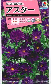 花種子 アスター「トゥモロー パープル」0.3ml（約30本分）（タキイ種苗）【送料込み】 トゥモローパープル 蝦夷菊 エゾギク 薩摩菊 サツマギク 春まき 秋まき FAS391