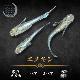エメキン めだか 成魚 1ペア 2ペア 未選別 メダカ生体 販売 ペア 3cm前後 M~LLサイズ 送料無料 改良メダカ メダカ販売 綺麗なメダカ メダカ 生体 メダカの生体 観賞魚 高級メダカ 販売中 めだか生体 メダカ飼育 日本 淡水魚 観賞用 ペット メダカ通販