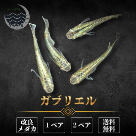 ガブリエル めだか 成魚 1ペア 2ペア 未選別 メダカ生体 販売 ペア 3cm前後 M~LLサイズ 送料無料 改良メダカ メダカ販売 綺麗なメダカ メダカ 生体 メダカの生体 観賞魚 高級メダカ 販売中 めだか生体 メダカ飼育 日本 淡水魚 観賞用 ペット メダカ通販