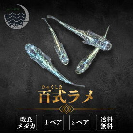 百式ラメ めだか 成魚 1ペア 2ペア 送料無料 未選別 メダカ生体 ペア 3cm前後 M~LLサイズ 改良メダカ 販売 ラメ メダカ 生体 メダカの生体 高級 メダカ販売 成魚メダカ 綺麗 な メダカ通販 淡水魚 観賞用 日本 国産 メダカ飼育 ラメメダカ 観賞魚 ペット 魚 かわいい
