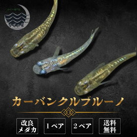 カーバンクルブルーノ めだか 成魚 1ペア 2ペア 未選別 メダカ生体 販売 ペア 3cm前後 M~LLサイズ 送料無料 改良メダカ メダカ販売 綺麗なメダカ ラメ メダカ 生体 メダカの生体 観賞魚 高級メダカ 販売中 めだか生体 メダカ飼育 国産 日本 淡水魚 観賞用 ペット メダカ通販