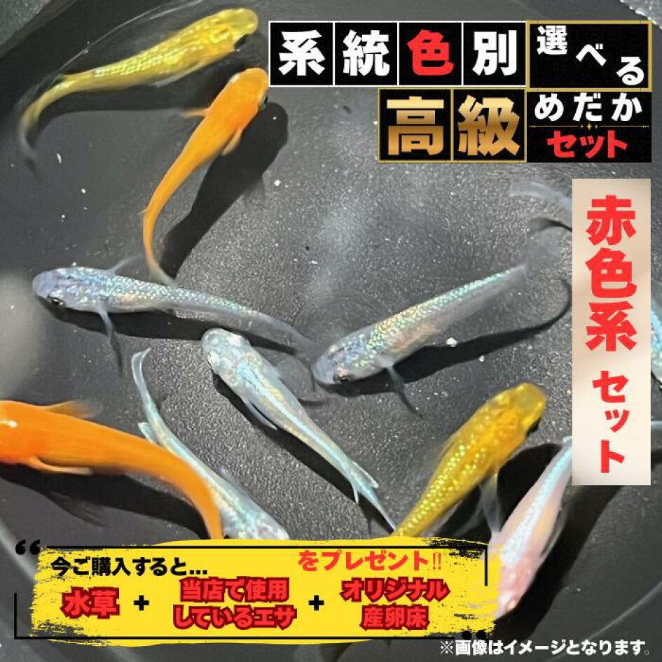 楽天市場 | めだか専門店すずの舎 - 改良メダカを取り扱うショップ 