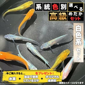 【送料無料】系統色別 白色系 ランダム選別 5匹 10匹セット +α匹 メダカ 生体 送料無料 販売 めだか生体 めだか 成魚 未選別 生体 3センチ前後 M~LLサイズ 白メダカ 高級メダカ 初心者 観賞魚 高級 メダカ通販 メダカ販売 育成 水草 エサ オリジナル産卵床付 メダカ販売店