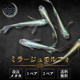 ミラージュモルフォ めだか 成魚 1ペア 2ペア 未選別 メダカ生体 販売 ペア 3cm前後 M~LLサイズ 送料無料 改良メダカ メダカ販売 綺麗なメダカ メダカ 生体 メダカの生体 観賞魚 高級メダカ 販売中 めだか生体 メダカ飼育 国産 日本 淡水魚 観賞用 ペット メダカ通販