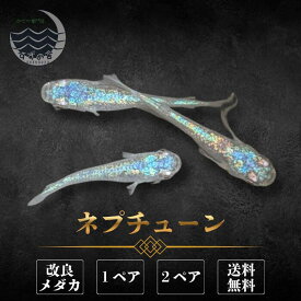 ネプチューン めだか 成魚 1ペア 2ペア 未選別 メダカ生体 販売 ペア 3cm前後 M~LLサイズ 送料無料 改良メダカ メダカ販売 綺麗なメダカ メダカ 生体 メダカの生体 観賞魚 高級メダカ 販売中 めだか生体 メダカ飼育 国産 日本 淡水魚 観賞用 ペット メダカ通販