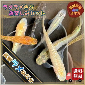 【送料無料】高級ラメミックスめだか ランダム選別 5匹 10匹セット +α匹 ラメメダカ 高級メダカ 生体 販売 改良メダカ ラメ メダカ めだか生体 メダカ通販 メダカ販売 育成 観賞魚 水草 エサ オリジナル産卵床付き 綺麗 な めだか 成魚 未選別 3センチ前後 M~LLサイズ