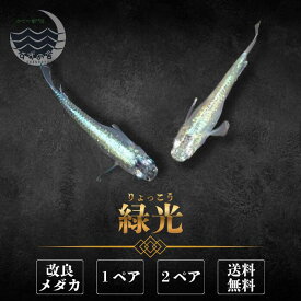 緑光 (りょっこう) めだか 成魚 1ペア 2ペア 送料無料 未選別 メダカ生体 ペア 3cm前後 M~LLサイズ 改良メダカ 販売 ラメ メダカ 生体 メダカの生体 高級 メダカ販売 成魚メダカ 綺麗 な メダカ通販 淡水魚 観賞用 日本 メダカ飼育 ラメメダカ 観賞魚 ペット 魚 かわいい