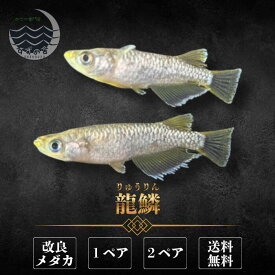 龍鱗（りゅうりん） めだか 成魚 1ペア 2ペア 未選別 メダカ生体 販売 ペア 3cm前後 M~LLサイズ 送料無料 改良メダカ メダカ販売 綺麗なメダカ メダカ 生体 メダカの生体 観賞魚 高級メダカ 販売中 めだか生体 メダカ飼育 日本 淡水魚 観賞用 ペット メダカ通販