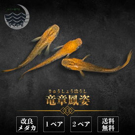 竜章鳳姿（りゅうしょうほうし） めだか 成魚 1ペア 2ペア 未選別 メダカ生体 販売 ペア 3cm前後 M~LLサイズ 送料無料 改良メダカ メダカ販売 綺麗なメダカ メダカ 生体 メダカの生体 観賞魚 高級メダカ 販売中 めだか生体 メダカ飼育 日本 淡水魚 観賞用 ペット メダカ通販