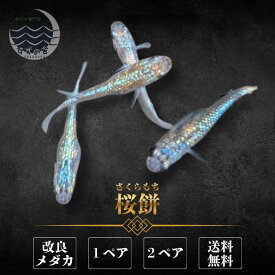 桜餅（さくらもち） めだか 成魚 1ペア 2ペア 未選別 メダカ生体 販売 ペア 3cm前後 M~LLサイズ 送料無料 改良メダカ メダカ販売 綺麗なメダカ メダカ 生体 メダカの生体 観賞魚 高級メダカ 販売中 めだか生体 メダカ飼育 日本 淡水魚 観賞用 ペット メダカ通販