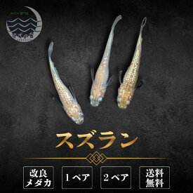 スズラン めだか 成魚 1ペア 2ペア 送料無料 未選別 メダカ 生体 販売 ペア 3cm前後 M~LLサイズ メダカ販売 改良メダカ 綺麗なメダカ ラメ メダカ生体 メダカの生体 観賞魚 高級メダカ めだか生体 メダカ飼育 国産 日本 淡水魚 観賞用 ペット 魚 かわいい メダカ通販
