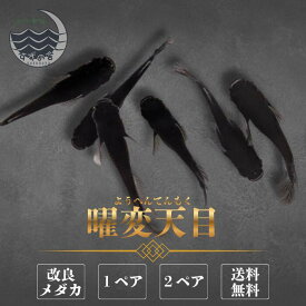 曜変天目（ようへんてんもく） めだか 成魚 1ペア 2ペア 未選別 メダカ 生体 販売 ペア 3cm前後 M~LLサイズ 送料無料 メダカ販売 改良メダカ 綺麗なメダカ ラメ メダカ生体 メダカの生体 観賞魚 高級メダカ めだか生体 メダカ飼育 国産 日本 淡水魚 観賞用 ペット メダカ通販