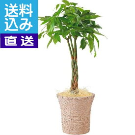 楽天市場 パキラ ランキングの通販