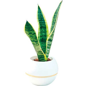 �y��������/�����z|�T���Z�x���A �۔�5����| �M�t�g�Z�b�g/�v���[���g �a�����j�� ��j�� �o�Y���j�� ���j�� ���Ԃ� ���C�j�� �V�z���j�� �����o��