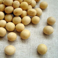 大豆 800g 2025年産 令和7年産 北海道産 とよまさり ユキホマレ チャックつき 送料無料 メール便 [M便 1/2]