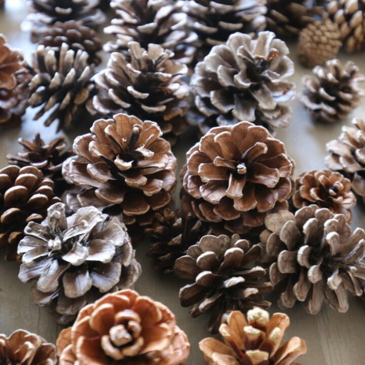 楽天市場 松ぼっくり まつぼっくり 小10個 松ぼっくり 通販 自然素材 ハンドメイド クリスマス 製作 材料 パーツ まつぼっくり オーナメント 天然品 お正月飾り しめ縄 木の実 まつぼっくり ナチュラル 自然 手作り 材料 工作キット 手作りキット からまつ カラマツ