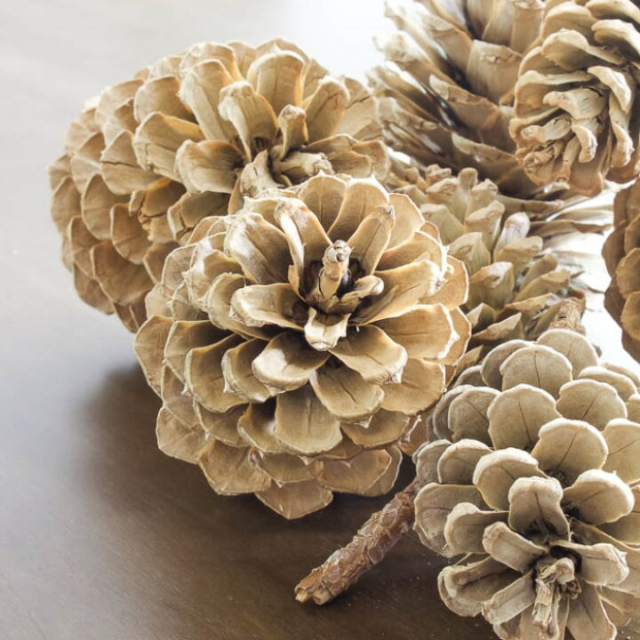 楽天市場 Pine Cones カラー ミルクホワイト 10個 松ぼっくり 通販 加工素材 ハンドメイド クリスマス 製作 材料 パーツ まつぼっくり オーナメント お正月飾り しめ縄 木の実 まつぼっくり ナチュラル 手作り 工作キット 手作りキット からまつ カラマツ 唐松