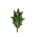 あしらい■ヒイラギ(柊)飾り葉:6cm前後■ヒイラギの葉/ひいらぎ/節分　飾り葉/敷き葉/和食/和菓子/冬/飾り葉/あしらい…