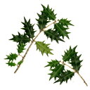 1本単位■ヒイラギ(柊)飾り葉:10cm/20cm■ヒイラギの葉/ひいらぎ/節分　飾り葉/敷き葉/和食/和菓子/冬/飾り葉/あしら…