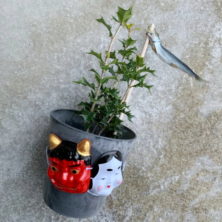 楽天市場】現品苗木□常緑小高木 観葉：ヒイラギ(柊・疼木・柊木