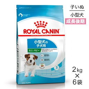 yő400~ItN[|vO擾zy2kg×6܁zCJi SHN ~j ps[ ^ ̎qp 10܂ (EhbO)[Ki]