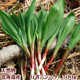 山菜 行者にんにく 北海道産 天然物 行者ニンニク 500g　日時指定不可　別途送料が発生する地域あり　2025年ご予約販売