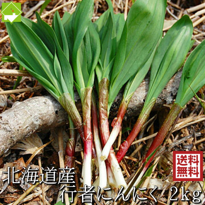 楽天市場】山菜 行者にんにく 北海道産 天然物 行者ニンニク 2kg 日時 