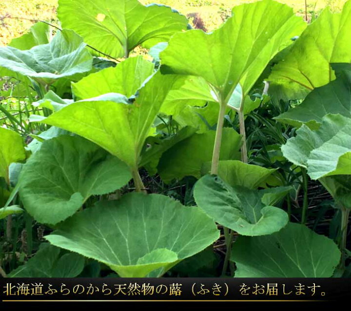 楽天市場】山菜 ふき 北海道産 天然物 フキ 5kg 日時指定不可 : 富良野 