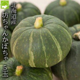 かぼちゃ 送料無料 北海道 富良野産 坊ちゃんかぼちゃ 5玉