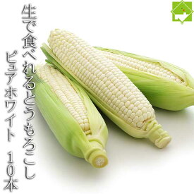 とうもろこし 生で食べれる白いトウモロコシ　北海道産　ピュアホワイト　2Lサイズ　10本入　 日時指定不可