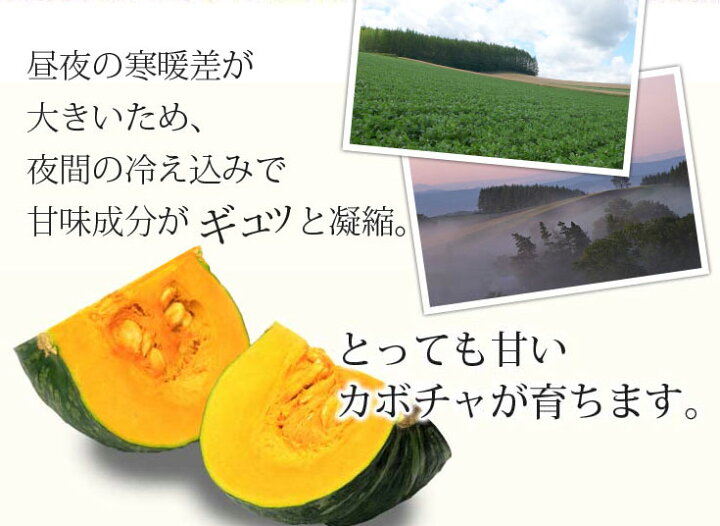 495円 国内外の人気が集結 ハロウィン用ミニかぼちゃ 富良野産 5個入り 税込 送料込み 495円 国内外の人気が集結 ハロウィン用ミニかぼちゃ 富良野産 5個入り 税込 送料込み