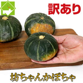 かぼちゃ パンプキン 北海道富良野産　訳あり　坊ちゃんかぼちゃ10玉