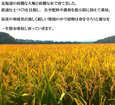 送料無料北海道産ゆめぴりか5kg