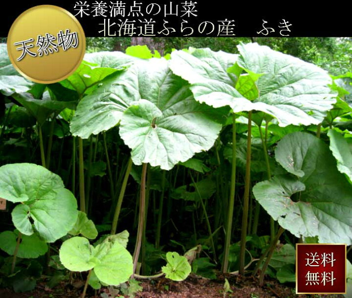 楽天市場】ご予約販売 北海道ふらの産 天然 無農薬 ふき (フキ)1kg 
