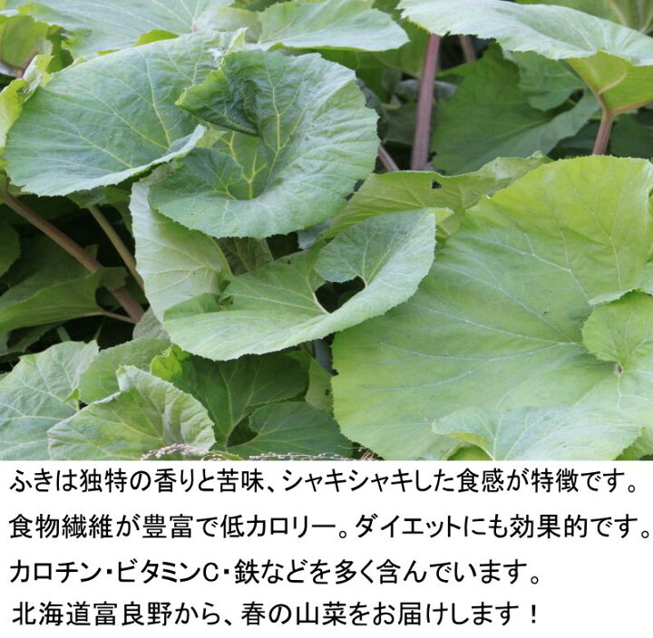 楽天市場】山菜 北海道ふらの産 天然 無農薬 ふき 1kg 【送料無料 
