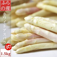ホワイトアスパラガス 訳あり 1.5kg 北海道富良野産 送料無料 別途送料が発生する地域あり