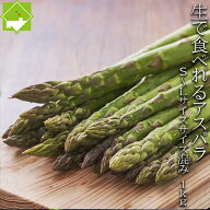 アスパラガス 北海道 富良野産 送料無料 グリーンアスパラ （MからLサイズ混合） 1kg　別途送料が発生す…